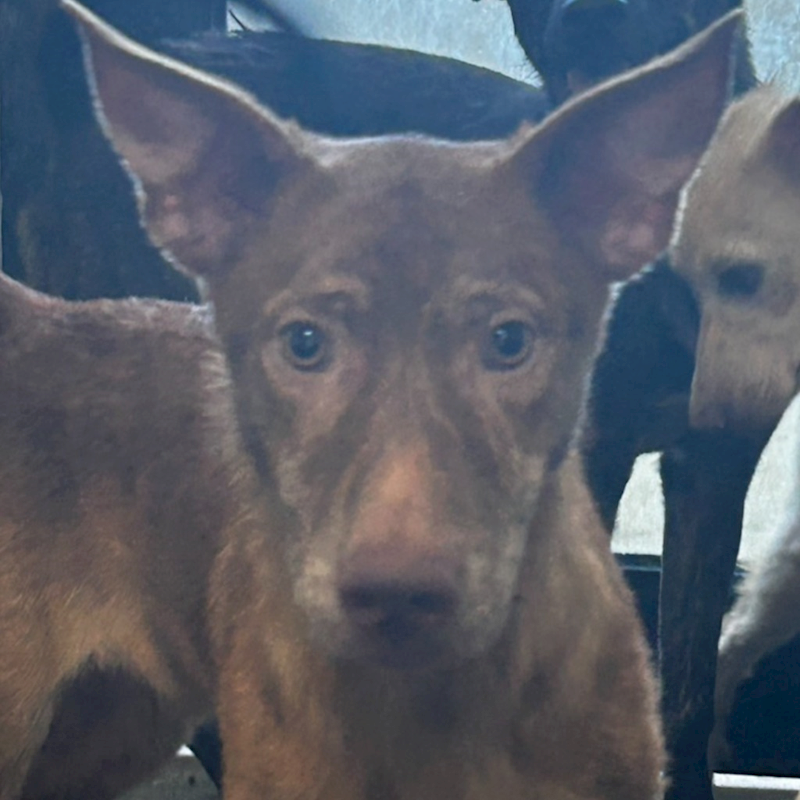 澎湖縣流浪動物收容中心,編號:334942, 混種犬          