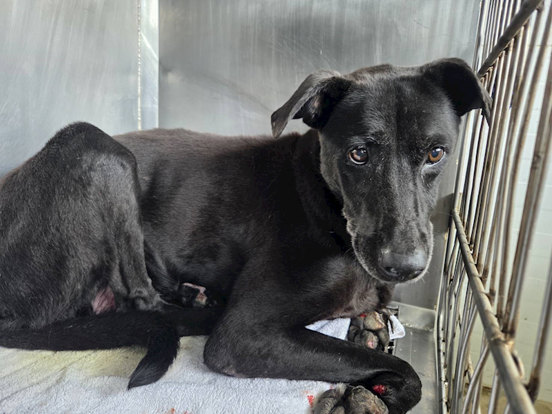 臺北市動物之家,編號:460473, 混種犬          