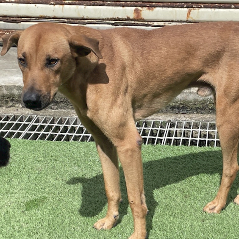 臺北市動物之家,編號:459958, 混種犬          