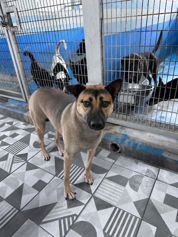 苗栗縣動物保護教育園區,編號:465244, 混種犬          