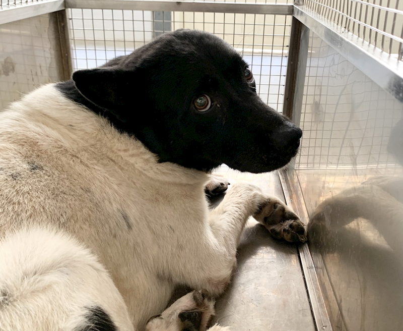 臺北市動物之家,編號:463487, 混種犬          