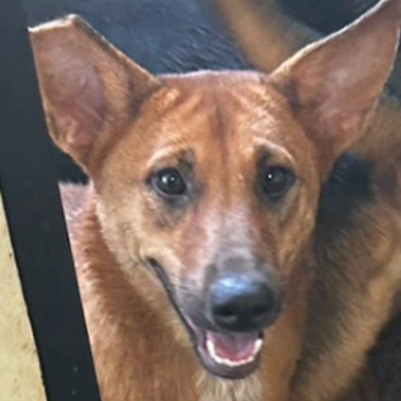 澎湖縣流浪動物收容中心,編號:295644, 混種犬          