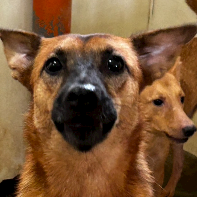 澎湖縣流浪動物收容中心,編號:245166, 混種犬          