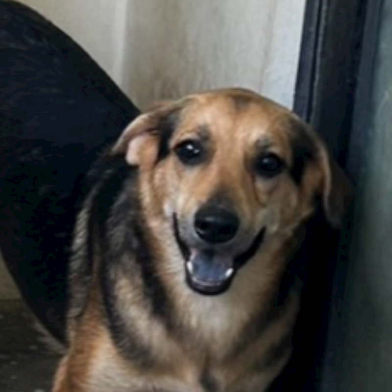 澎湖縣流浪動物收容中心,編號:304380, 混種犬          