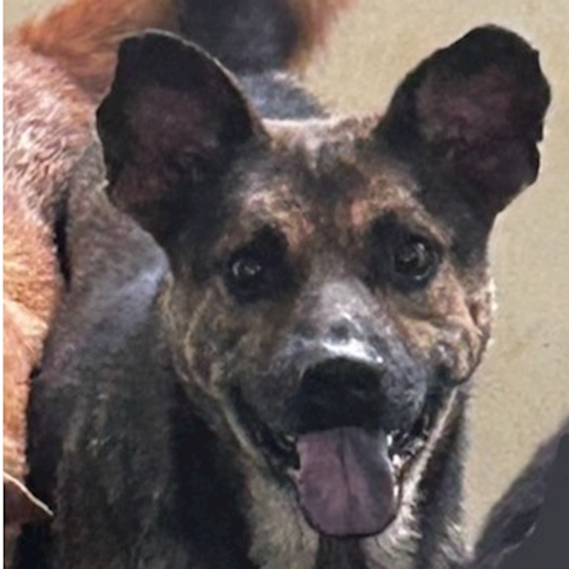 澎湖縣流浪動物收容中心,編號:165736, 混種犬          