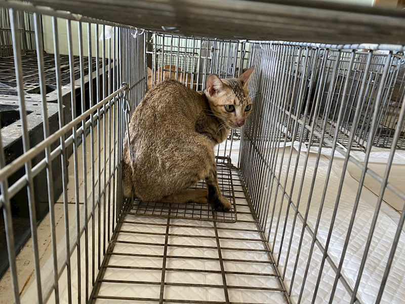 金門縣動物收容中心,編號:465238, 混種貓                 