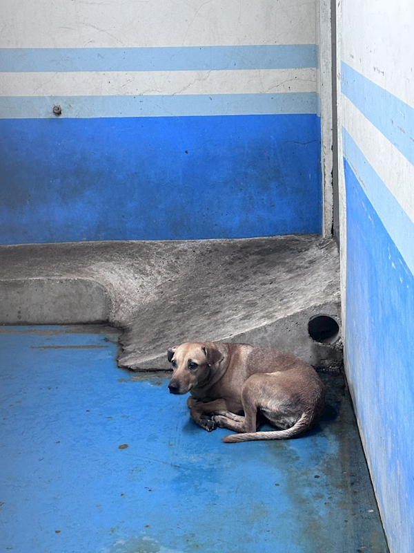 苗栗縣動物保護教育園區,編號:465239, 混種犬          