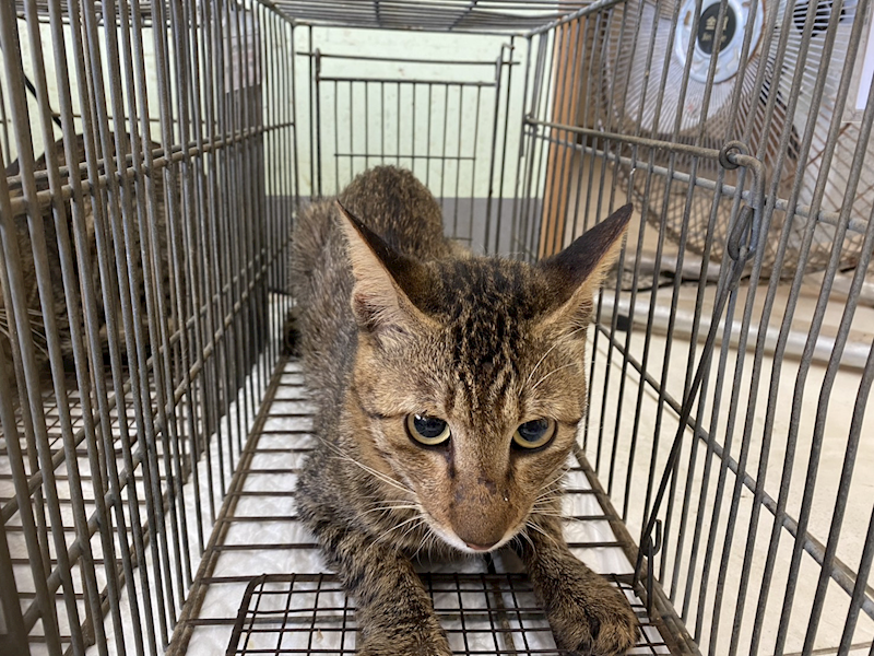 金門縣動物收容中心,編號:465237, 混種貓                 