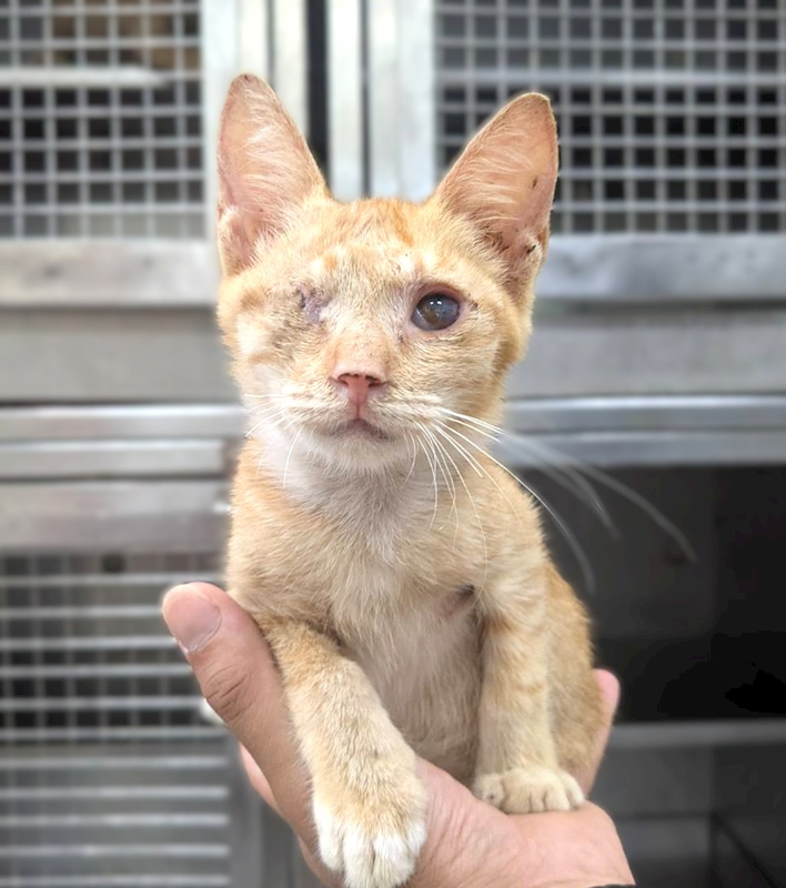 新竹縣動物保護教育園區,編號:463540, 混種貓                 