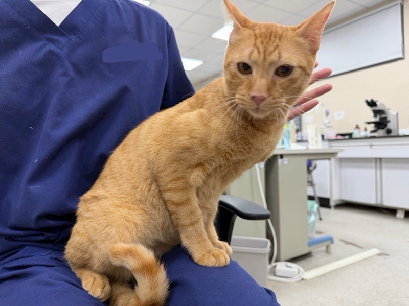 桃園市動物保護教育園區,編號:465231, 混種貓                 