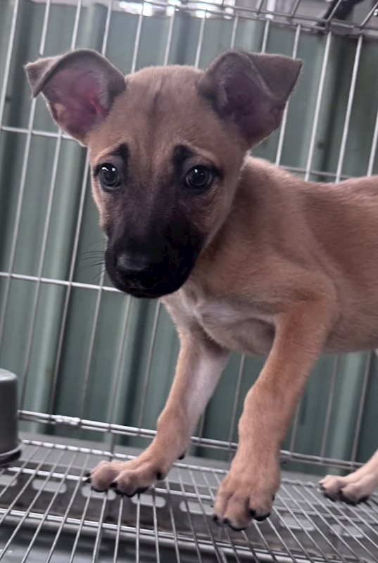 新北市板橋區公立動物之家,編號:465230, 混種犬          