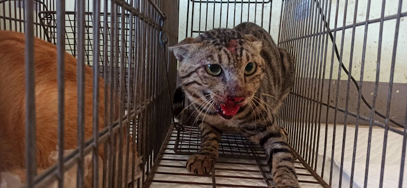 金門縣動物收容中心,編號:465227, 混種貓                 