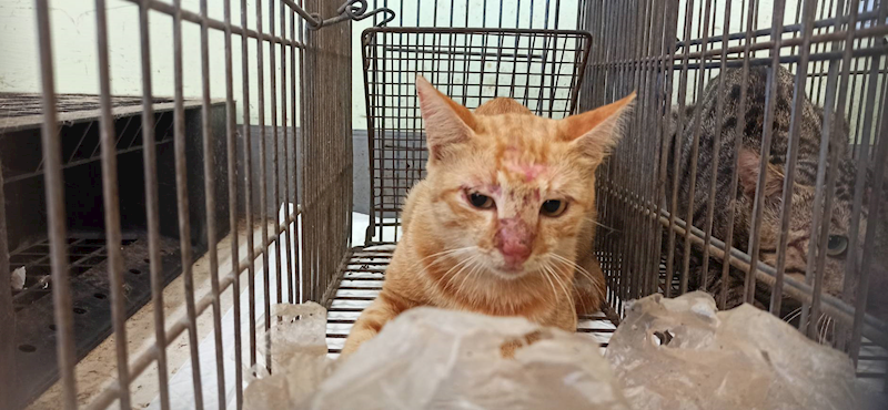 金門縣動物收容中心,編號:465226, 混種貓                 