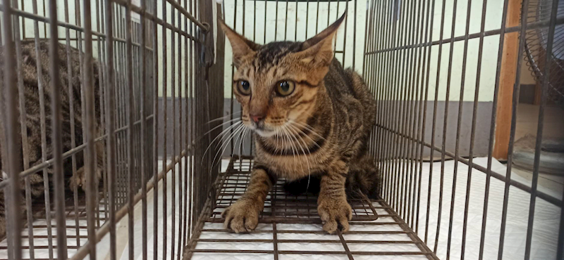 金門縣動物收容中心,編號:465225, 混種貓                 