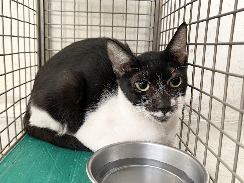臺北市動物之家,編號:463620, 混種貓                 