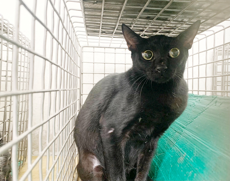 臺北市動物之家,編號:464337, 混種貓                 