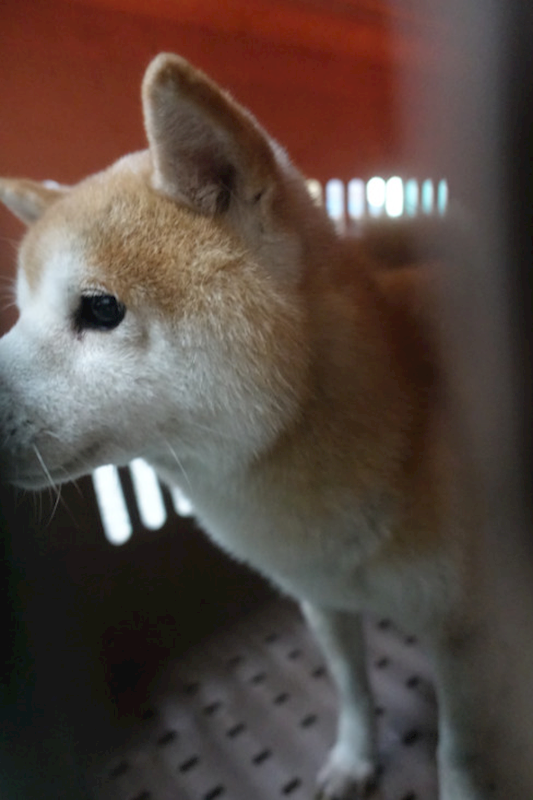 宜蘭縣流浪動物中途之家,編號:438497, 柴犬                  