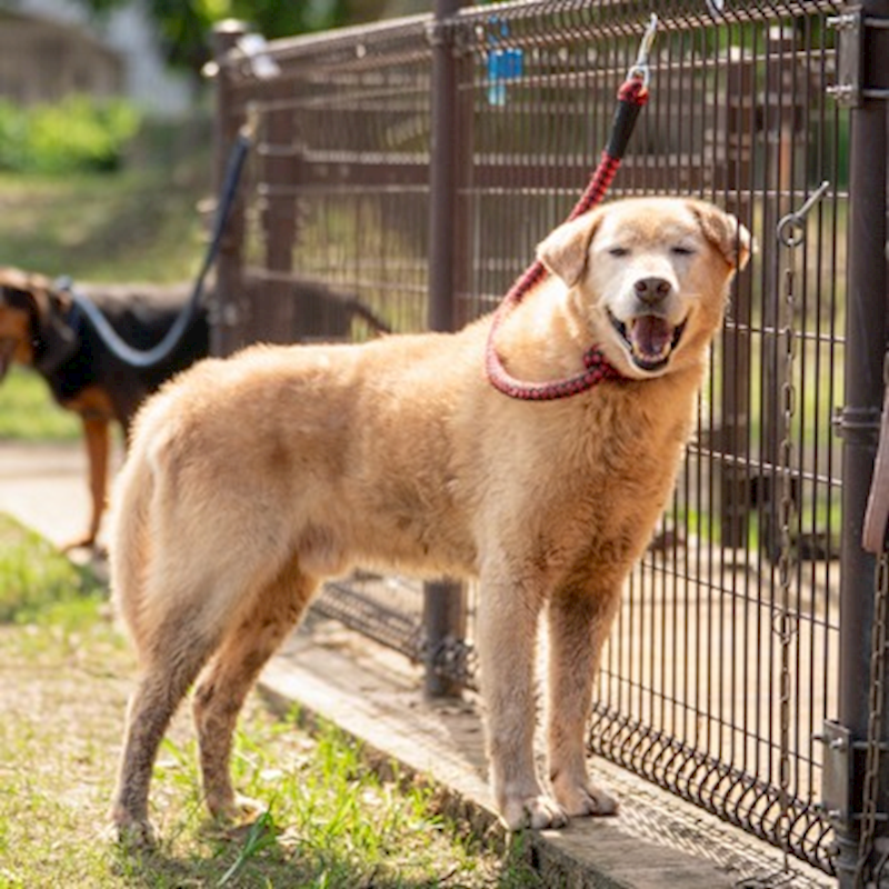 宜蘭縣流浪動物中途之家,編號:244895, 混種犬          