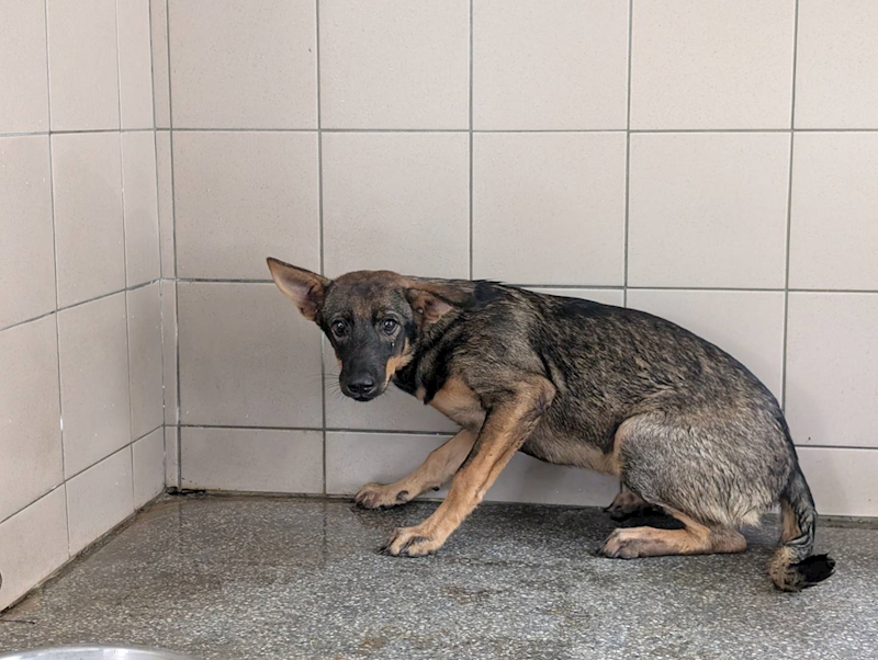 高雄市燕巢動物保護關愛園區,編號:453730, 混種犬          
