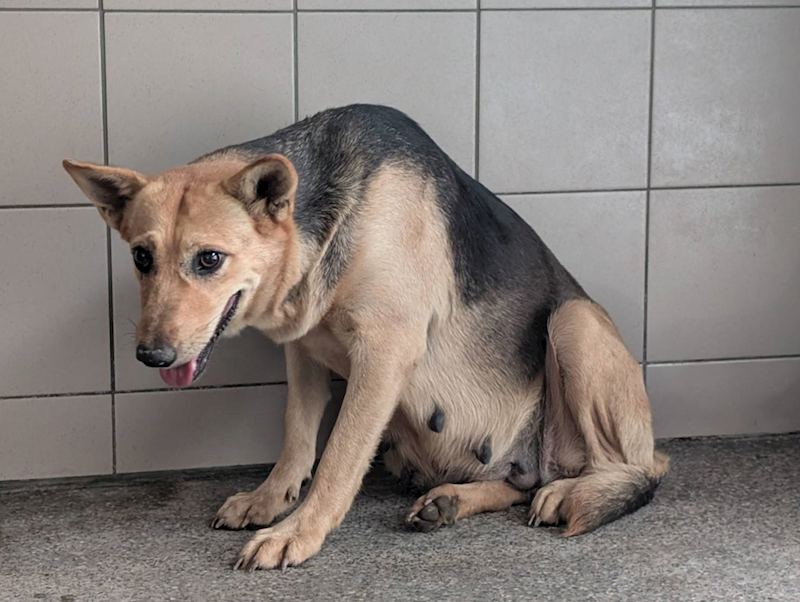 高雄市燕巢動物保護關愛園區,編號:453693, 混種犬          