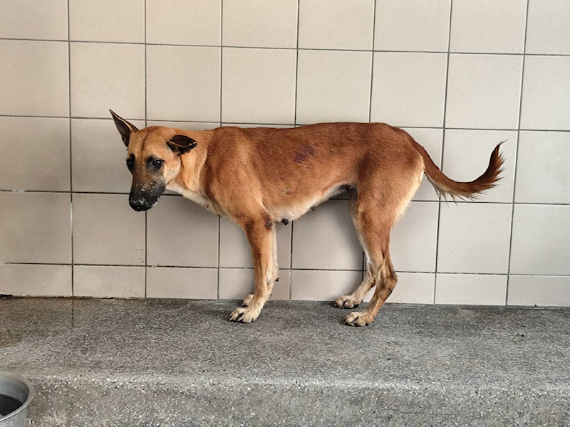 高雄市燕巢動物保護關愛園區,編號:453635, 混種犬          