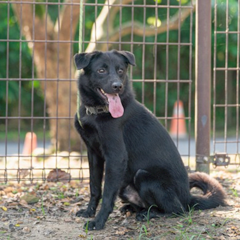 宜蘭縣流浪動物中途之家,編號:367299, 混種犬          