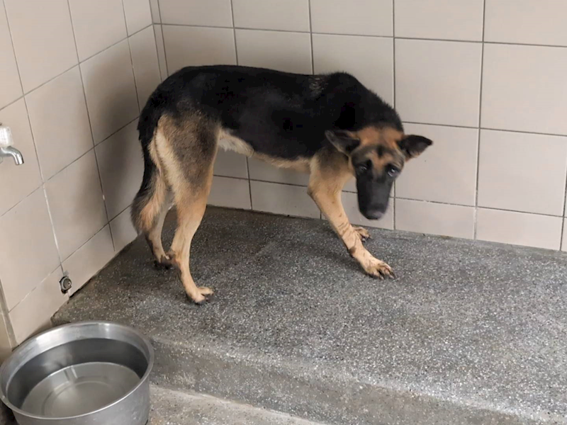 高雄市燕巢動物保護關愛園區,編號:453690, 混種犬          