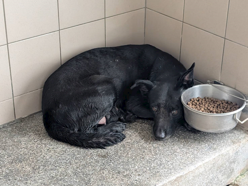 高雄市燕巢動物保護關愛園區,編號:453696, 混種犬          