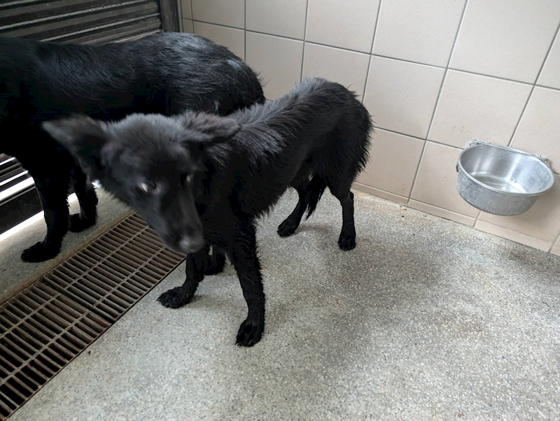 高雄市燕巢動物保護關愛園區,編號:453692, 混種犬          