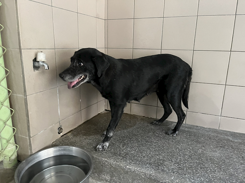 高雄市燕巢動物保護關愛園區,編號:453632, 混種犬          