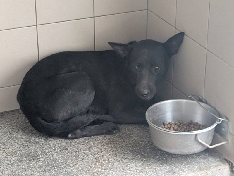 高雄市燕巢動物保護關愛園區,編號:455716, 混種犬          