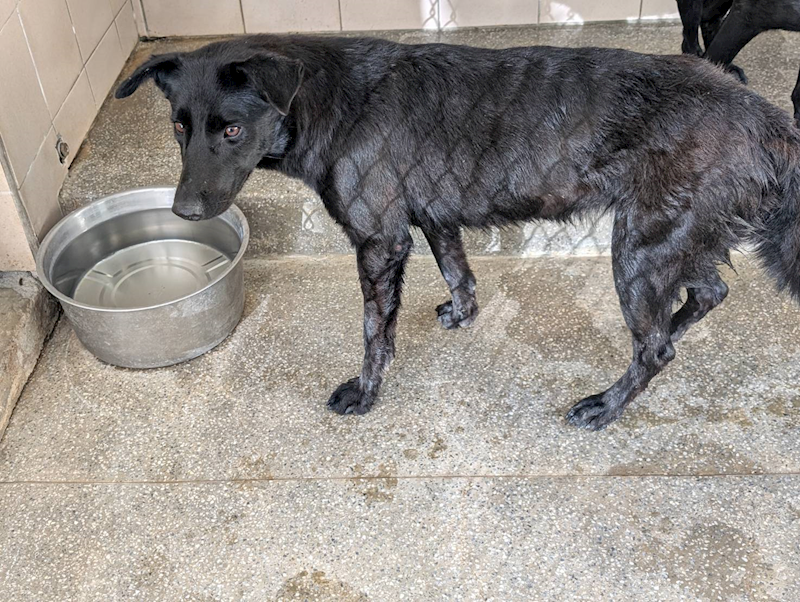高雄市燕巢動物保護關愛園區,編號:455717, 混種犬          