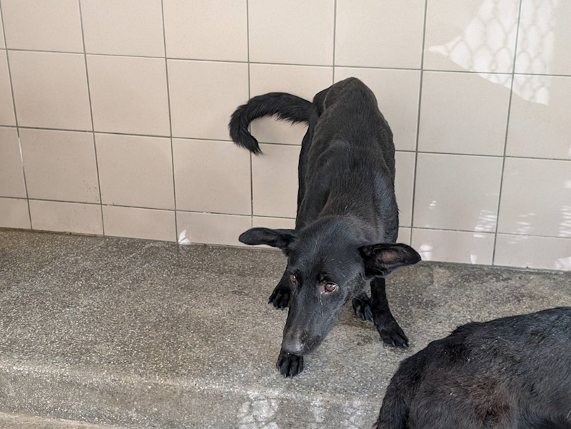 高雄市燕巢動物保護關愛園區,編號:455718, 混種犬          
