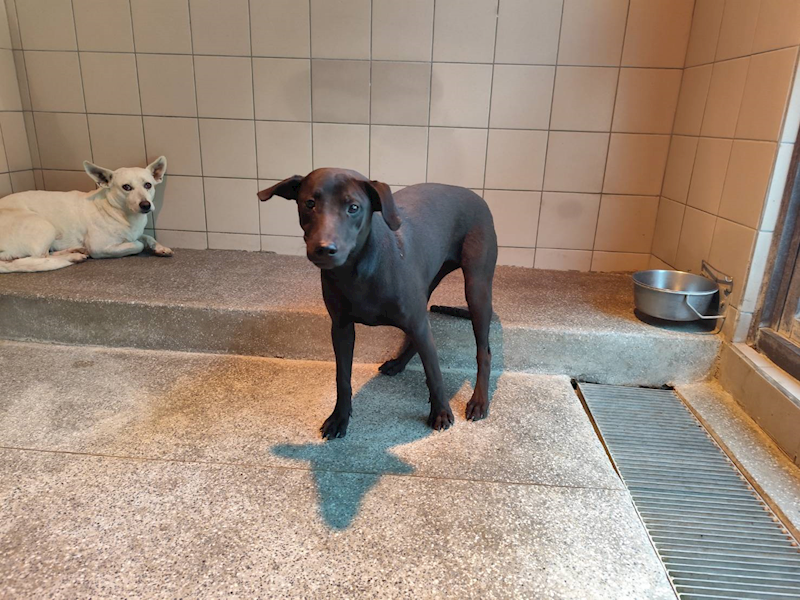 高雄市燕巢動物保護關愛園區,編號:455719, 混種犬          