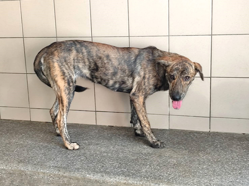 高雄市燕巢動物保護關愛園區,編號:465335, 混種犬          