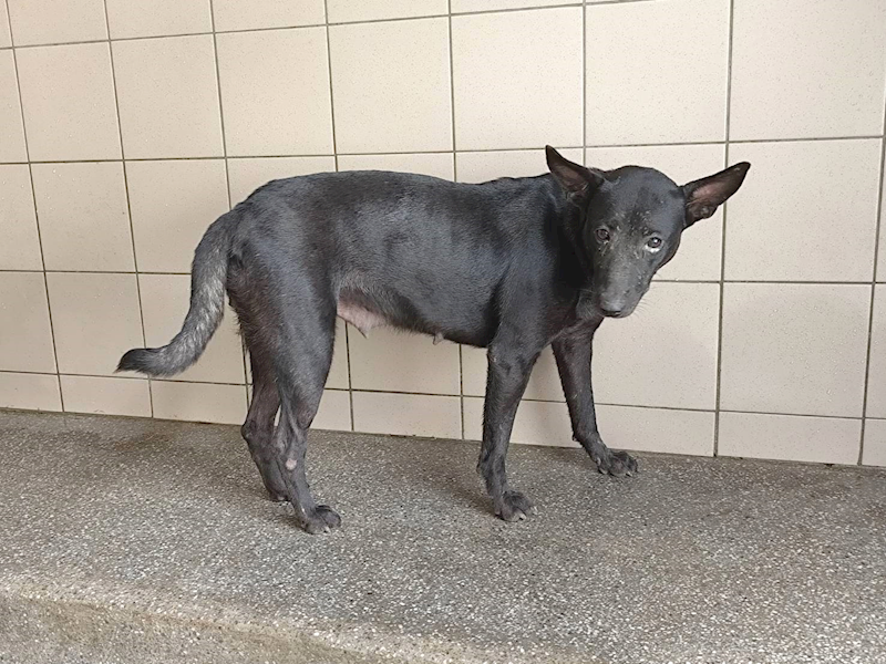 高雄市燕巢動物保護關愛園區,編號:465333, 混種犬          