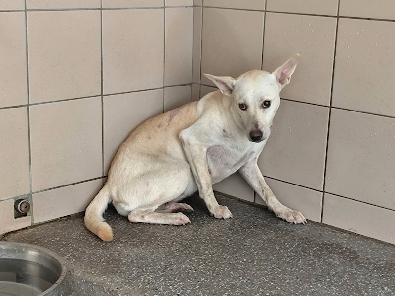 高雄市燕巢動物保護關愛園區,編號:465332, 混種犬          