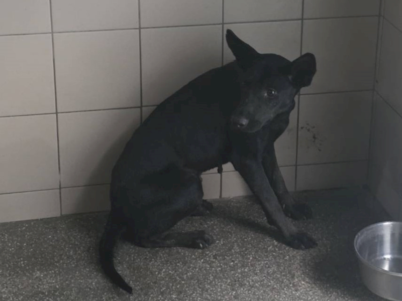 高雄市燕巢動物保護關愛園區,編號:465331, 混種犬          