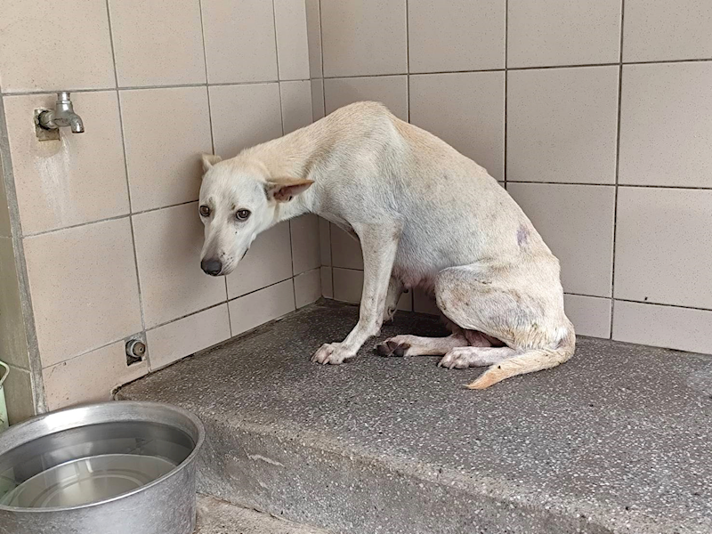 高雄市燕巢動物保護關愛園區,編號:465330, 混種犬          