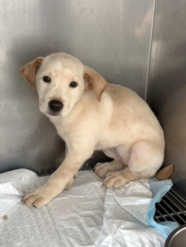 宜蘭縣流浪動物中途之家,編號:465314, 混種犬          
