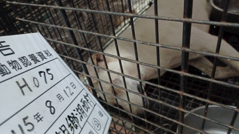 雲林縣流浪動物收容所,編號:465344, 混種犬          
