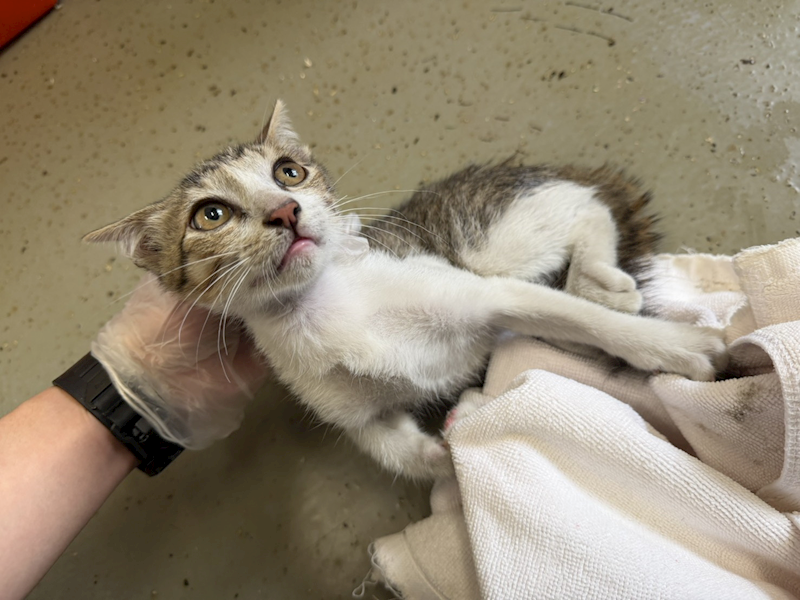 桃園市動物保護教育園區,編號:460461, 混種貓                 