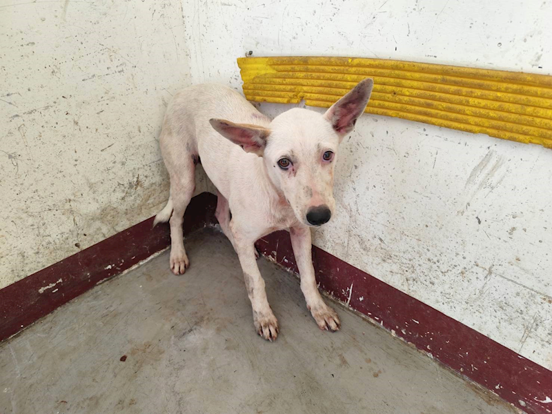 高雄市燕巢動物保護關愛園區,編號:461139, 混種犬          