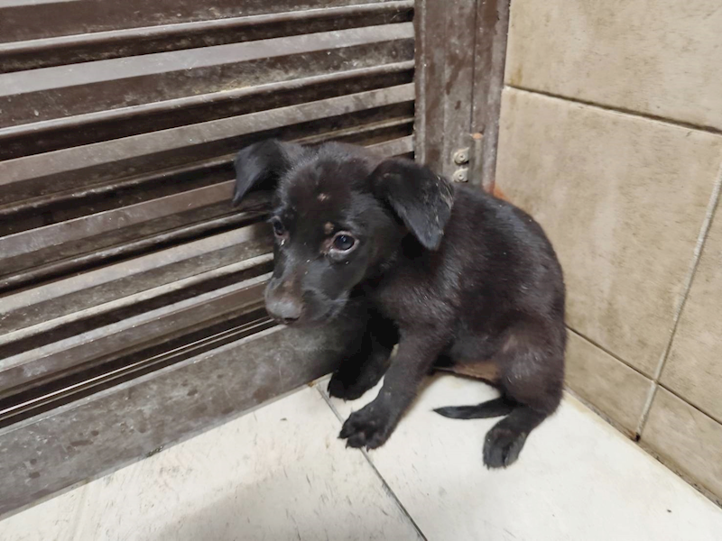 高雄市燕巢動物保護關愛園區,編號:465457, 混種犬          