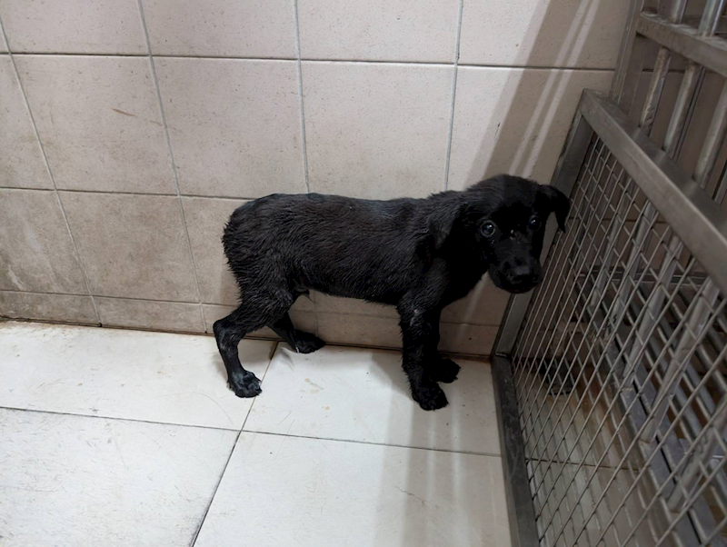 高雄市燕巢動物保護關愛園區,編號:465456, 混種犬          