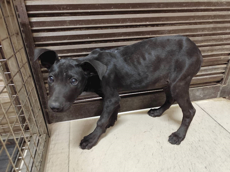 高雄市燕巢動物保護關愛園區,編號:465455, 混種犬          
