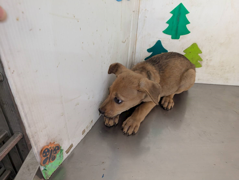 高雄市燕巢動物保護關愛園區,編號:465453, 混種犬          