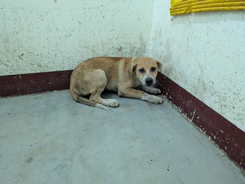 高雄市燕巢動物保護關愛園區,編號:461145, 混種犬          