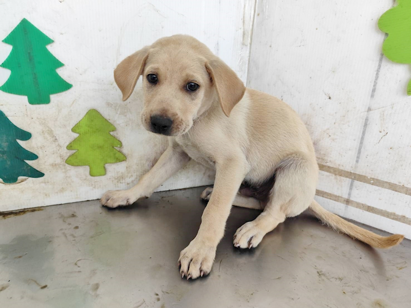 高雄市燕巢動物保護關愛園區,編號:465450, 混種犬          
