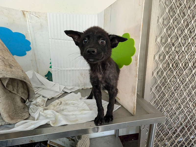 高雄市燕巢動物保護關愛園區,編號:465449, 混種犬          